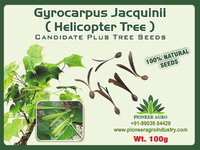 Gyrocarpus Jacquinii